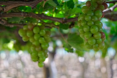 Üzüm ağacı. Stok fotoğraf görüntü demet taze yeşil üzüm meyve üzüm bağı yeşil yaprak ile asma üzerinde. Olgun yeşil üzüm şube bağ arka plan üzerinde üzüm yaprakları ile kapatın. Phan çaldı, Vietnam 