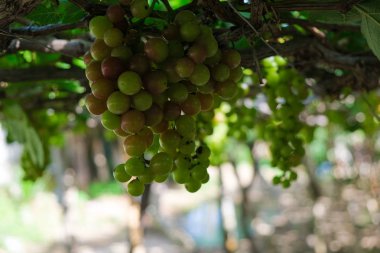 Üzüm ağacı. Demet taze yeşil greyfurt bir bağ yaprak yeşil ile asma üzerinde stok fotoğraf görüntüsü. Olgun yeşil üzüm şube bağ arka plan üzerinde üzüm yaprakları ile kapatın. Phan çaldı, Vietnam 