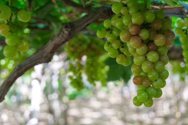 Üzüm ağacı. Demet taze yeşil greyfurt bir bağ yaprak yeşil ile asma üzerinde stok fotoğraf görüntüsü. Olgun yeşil üzüm şube bağ arka plan üzerinde üzüm yaprakları ile kapatın. Phan çaldı, Vietnam 