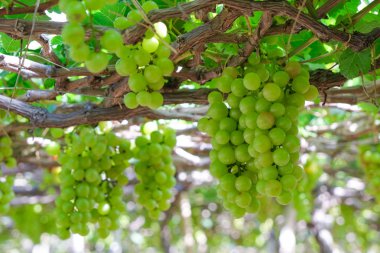 Üzüm ağacı. Demet taze yeşil greyfurt bir bağ yaprak yeşil ile asma üzerinde stok fotoğraf görüntüsü. Olgun yeşil üzüm şube bağ arka plan üzerinde üzüm yaprakları ile kapatın. Phan çaldı, Vietnam 