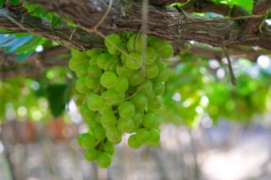 Üzüm ağacı. Stok fotoğraf görüntü demet taze yeşil üzüm meyve üzüm bağı yeşil yaprak ile asma üzerinde. Olgun yeşil üzüm şube bağ arka plan üzerinde üzüm yaprakları ile kapatın. Phan çaldı, Vietnam 