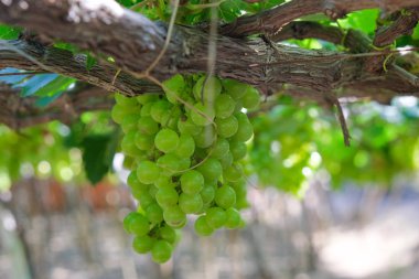 Üzüm ağacı. Demet taze yeşil greyfurt bir bağ yaprak yeşil ile asma üzerinde stok fotoğraf görüntüsü. Olgun yeşil üzüm şube bağ arka plan üzerinde üzüm yaprakları ile kapatın. Phan çaldı, Vietnam 