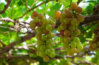 Üzüm ağacı. Stok fotoğraf görüntü demet taze yeşil üzüm meyve üzüm bağı yeşil yaprak ile asma üzerinde. Olgun yeşil üzüm şube bağ arka plan üzerinde üzüm yaprakları ile kapatın. Phan çaldı, Vietnam 