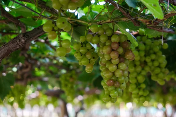 Szőlőt Stock Fotó Kép Csokor Friss Zöld Grapefruit Zöld Levél — Stock Fotó