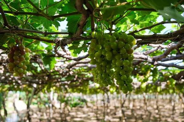Üzüm ağacı. Stok fotoğraf görüntü demet taze yeşil üzüm meyve üzüm bağı yeşil yaprak ile asma üzerinde. Olgun yeşil üzüm şube bağ arka plan üzerinde üzüm yaprakları ile kapatın. Phan çaldı, Vietnam 