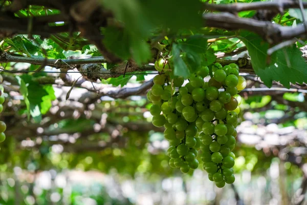 Üzüm ağacı. Stok fotoğraf görüntü demet taze yeşil üzüm meyve üzüm bağı yeşil yaprak ile asma üzerinde. Olgun yeşil üzüm şube bağ arka plan üzerinde üzüm yaprakları ile kapatın. Phan çaldı, Vietnam 