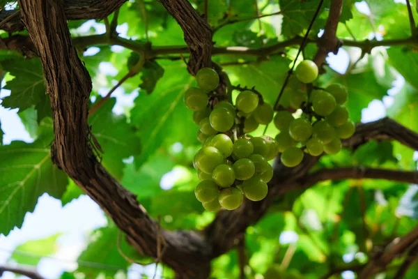 Szőlőt Stock Fotó Kép Csokor Friss Zöld Grapefruit Zöld Levél — Stock Fotó