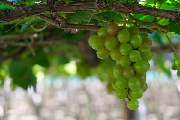 Üzüm ağacı. Stok fotoğraf görüntü demet taze yeşil üzüm meyve üzüm bağı yeşil yaprak ile asma üzerinde. Olgun yeşil üzüm şube bağ arka plan üzerinde üzüm yaprakları ile kapatın. Phan çaldı, Vietnam 