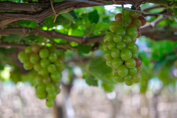 Üzüm ağacı. Demet taze yeşil greyfurt bir bağ yaprak yeşil ile asma üzerinde stok fotoğraf görüntüsü. Olgun yeşil üzüm şube bağ arka plan üzerinde üzüm yaprakları ile kapatın. Phan çaldı, Vietnam 