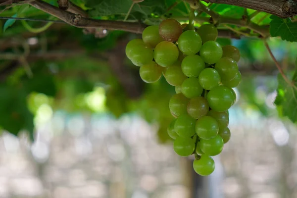 Szőlőt Stock Fotó Kép Csokor Friss Zöld Grapefruit Zöld Levél — Stock Fotó