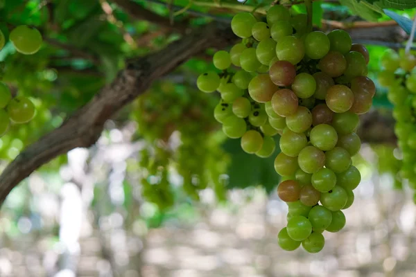 Üzüm ağacı. Stok fotoğraf görüntü demet taze yeşil üzüm meyve üzüm bağı yeşil yaprak ile asma üzerinde. Olgun yeşil üzüm şube bağ arka plan üzerinde üzüm yaprakları ile kapatın. Phan çaldı, Vietnam 