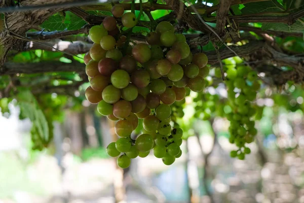 Szőlőt Stock Fotó Kép Csokor Friss Zöld Grapefruit Zöld Levél — Stock Fotó