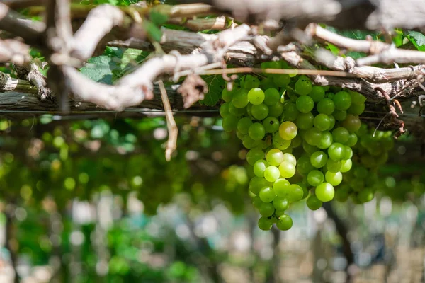 Üzüm ağacı. Stok fotoğraf görüntü demet taze yeşil üzüm meyve üzüm bağı yeşil yaprak ile asma üzerinde. Olgun yeşil üzüm şube bağ arka plan üzerinde üzüm yaprakları ile kapatın. Phan çaldı, Vietnam 