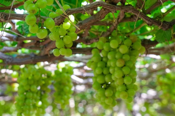 Üzüm ağacı. Demet taze yeşil greyfurt bir bağ yaprak yeşil ile asma üzerinde stok fotoğraf görüntüsü. Olgun yeşil üzüm şube bağ arka plan üzerinde üzüm yaprakları ile kapatın. Phan çaldı, Vietnam 
