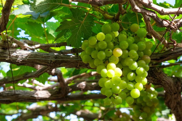 Szőlőt Stock Fotó Kép Csokor Friss Zöld Grapefruit Zöld Levél — Stock Fotó