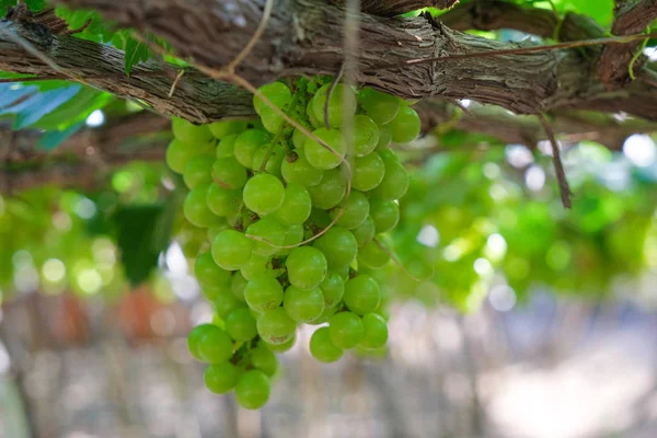 Üzüm ağacı. Stok fotoğraf görüntü demet taze yeşil üzüm meyve üzüm bağı yeşil yaprak ile asma üzerinde. Olgun yeşil üzüm şube bağ arka plan üzerinde üzüm yaprakları ile kapatın. Phan çaldı, Vietnam 