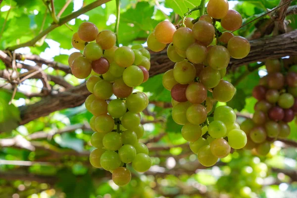 Üzüm ağacı. Stok fotoğraf görüntü demet taze yeşil üzüm meyve üzüm bağı yeşil yaprak ile asma üzerinde. Olgun yeşil üzüm şube bağ arka plan üzerinde üzüm yaprakları ile kapatın. Phan çaldı, Vietnam 