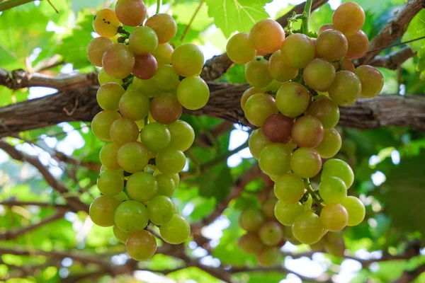 Drzewo Winogron Zdjęcie Obrazu Pęczek Świeżego Grejpfruta Zielony Winorośli Zielonych — Zdjęcie stockowe