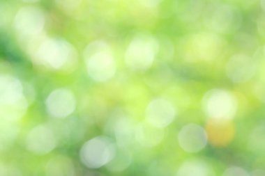 Güneş ışığı yeşil biyo arka plan, soyut bulanık yeşillik güneş ışığı. Organik tasarım doğa arka plan boşaltmak için metin reklam tasarımı ile. Doğa görüntü güneş ışığı ve bokeh etkisi bulanıklık
