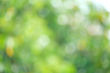 Güneş ışığı yeşil biyo arka plan, soyut bulanık yeşillik güneş ışığı. Organik tasarım doğa arka plan boşaltmak için metin reklam tasarımı ile. Doğa görüntü güneş ışığı ve bokeh etkisi bulanıklık