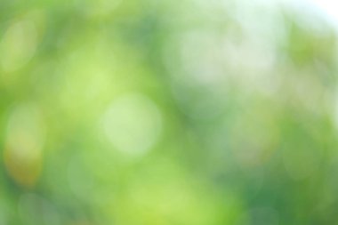 Yeşil biyo arka plan, soyut bulanık yeşillik parlak güneş ışığı. Organik tasarım doğa arka plan boşaltmak için metin reklam tasarımı ile. Yeşil arka ışık arka plan ve bokeh etkisi