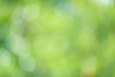 Güneş ışığı yeşil biyo arka plan, soyut bulanık yeşillik güneş ışığı. Organik tasarım doğa arka plan boşaltmak için metin reklam tasarımı ile. Doğa görüntü güneş ışığı ve bokeh etkisi bulanıklık