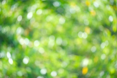 Yeşil biyo arka plan, soyut bulanık yeşillik parlak güneş ışığı. Organik tasarım doğa arka plan boşaltmak için metin reklam tasarımı ile. Yeşil arka ışık arka plan ve bokeh etkisi