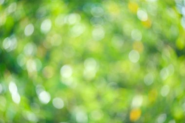 Güneş ışığı yeşil biyo arka plan, soyut bulanık yeşillik güneş ışığı. Organik tasarım doğa arka plan boşaltmak için metin reklam tasarımı ile. Doğa görüntü güneş ışığı ve bokeh etkisi bulanıklık