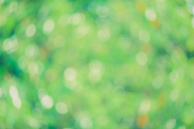 Güneş ışığı yeşil biyo arka plan, soyut bulanık yeşillik güneş ışığı. Organik tasarım doğa arka plan boşaltmak için metin reklam tasarımı ile. Doğa görüntü güneş ışığı ve bokeh etkisi bulanıklık