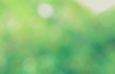 Güneş ışığı yeşil biyo arka plan, soyut bulanık yeşillik güneş ışığı. Organik tasarım doğa arka plan boşaltmak için metin reklam tasarımı ile. Doğa görüntü güneş ışığı ve bokeh etkisi bulanıklık