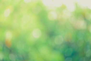 Yeşil biyo arka plan, soyut bulanık yeşillik parlak güneş ışığı. Organik tasarım doğa arka plan boşaltmak için metin reklam tasarımı ile. Yeşil arka ışık arka plan ve bokeh etkisi