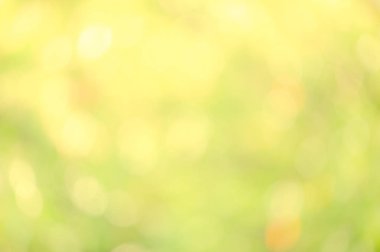 Güneş ışığı sarı biyo arka plan, soyut bulanık yeşillik güneş ışığı. Organik tasarım doğa arka plan boşaltmak için metin reklam tasarımı ile. Doğa görüntü güneş ışığı ve bokeh etkisi bulanıklık