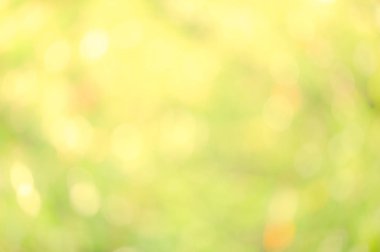 Güneş ışığı sarı biyo arka plan, soyut bulanık yeşillik güneş ışığı. Organik tasarım doğa arka plan boşaltmak için metin reklam tasarımı ile. Doğa görüntü güneş ışığı ve bokeh etkisi bulanıklık