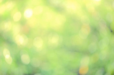 Yeşil biyo arka plan, soyut bulanık yeşillik parlak güneş ışığı. Organik tasarım doğa arka plan boşaltmak için metin reklam tasarımı ile. Yeşil arka ışık arka plan ve bokeh etkisi