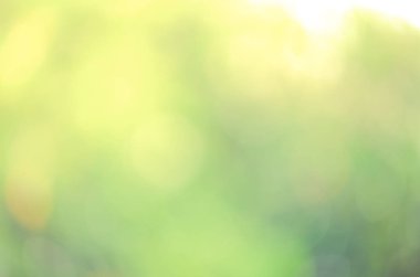 Güneş ışığı sarı biyo arka plan, soyut bulanık yeşillik güneş ışığı. Organik tasarım doğa arka plan boşaltmak için metin reklam tasarımı ile. Doğa görüntü güneş ışığı ve bokeh etkisi bulanıklık