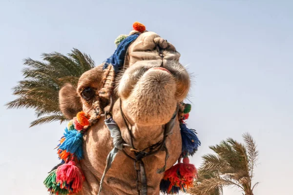 头的骆驼与睁开眼睛 Egypt 显示的语言和鬼脸 一个笑话 — 图库照片