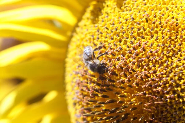 Bee collects nectar from a sunflower flower on orange blurred background, banner for website.Blurred space for your text