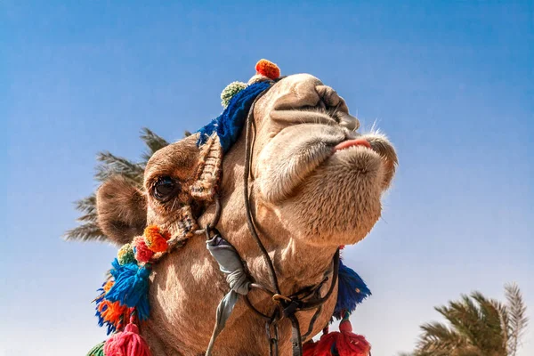 Chef För Kamelen Med Öppna Ögon Närbild Porträtt Egypt Visar — Stockfoto