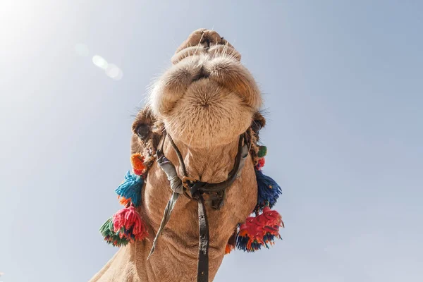 Inredda Huvudet Kamel Närbild Mot Himmel Bakgrund — Stockfoto