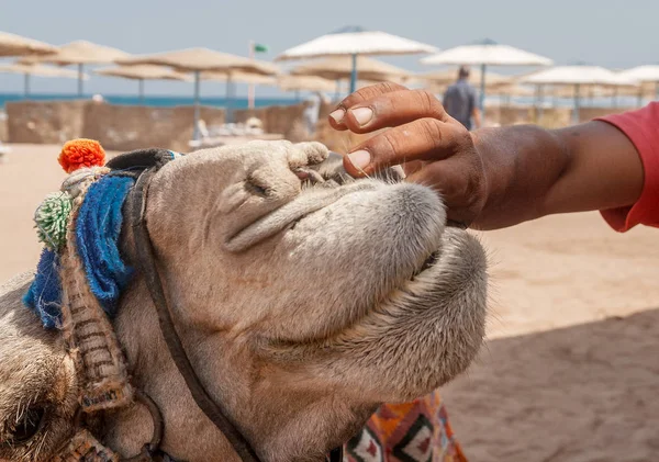 Man Repor Hans Tänder Och Tandkött Med Kamel Närbild — Stockfoto