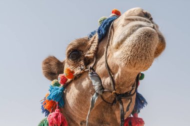 Bir deve dekore edilmiş Başkanı yakın çekim, bir gökyüzü arka plan