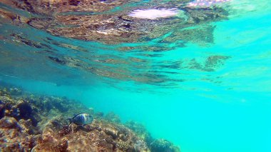Balık cerrahi Akantnuridae, Seabreams ve parlak renkli mercan kayalığı Hurghada, Mısır, güneş ışığı, su altında dalgalar Red Sea'deki/daki yüzüp.
