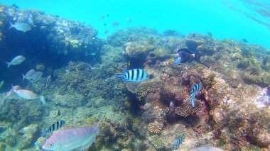 Balık cerrahi Akantnuridae, Seabreams ve parlak renkli mercan kayalığı Hurghada, Mısır, güneş ışığı, su altında dalgalar Red Sea'deki/daki yüzüp.