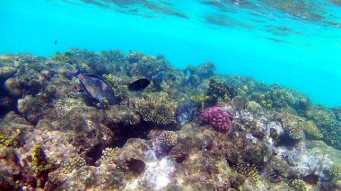 Balık cerrahi Akantnuridae, Seabreams ve parlak renkli mercan kayalığı Hurghada, Mısır, güneş ışığı, su altında dalgalar Red Sea'deki/daki yüzüp.