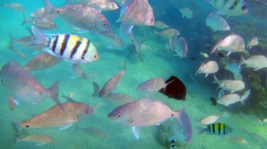 Balık cerrahi Akantnuridae, Seabreams ve parlak renkli mercan kayalığı Hurghada, Mısır, güneş ışığı, su altında dalgalar Red Sea'deki/daki yüzüp.