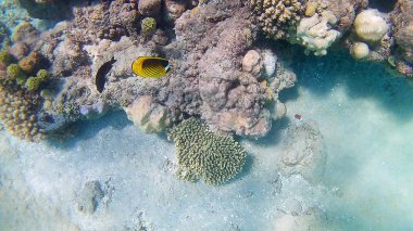 Balık cerrahi Akantnuridae, Seabreams ve parlak renkli mercan kayalığı Hurghada, Mısır, güneş ışığı, su altında dalgalar Red Sea'deki/daki yüzüp.