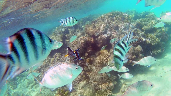 Fisch Chirurgische Akantnuridae Meerbrassen Und Schwimmen Ein Farbenfrohes Korallenriff Roten — Stockfoto