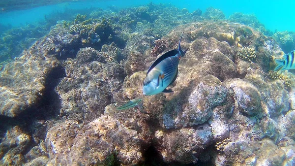 Рыбохирургические Akantnuridae Морские Потоки Плавать Вокруг Яркого Цветного Кораллового Рифа — стоковое фото