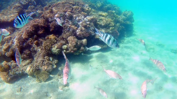 Akantnuridae Peixe Cirúrgico Seabreams Nadar Torno Recife Coral Colorido Brilhante — Fotografia de Stock