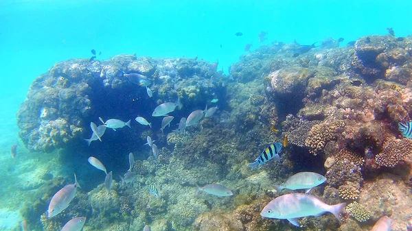 Akantnuridae Peixe Cirúrgico Seabreams Nadar Torno Recife Coral Colorido Brilhante — Fotografia de Stock